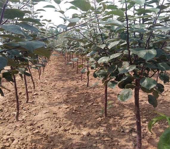 3公分柱状苹果苗栽培及管理技术苹果苗新品种公司河南