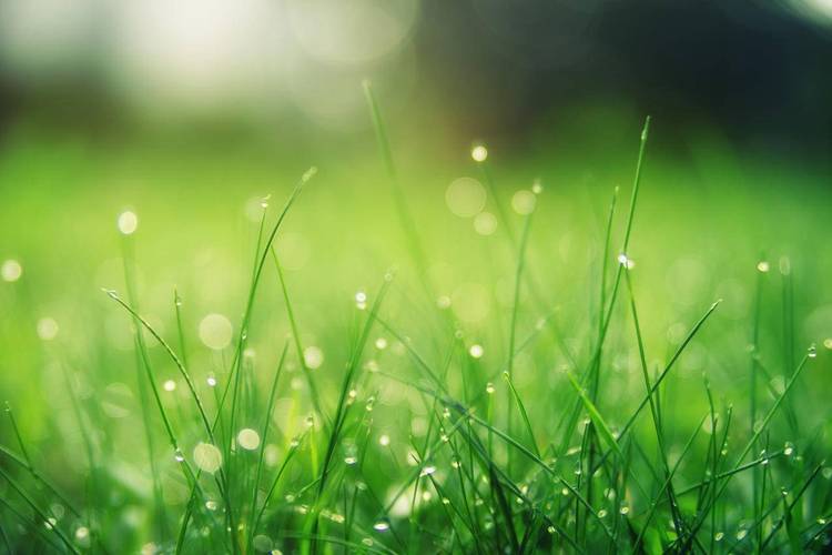 绿色草地,夏天,太阳,护眼,风景,4k高清壁纸-千叶网