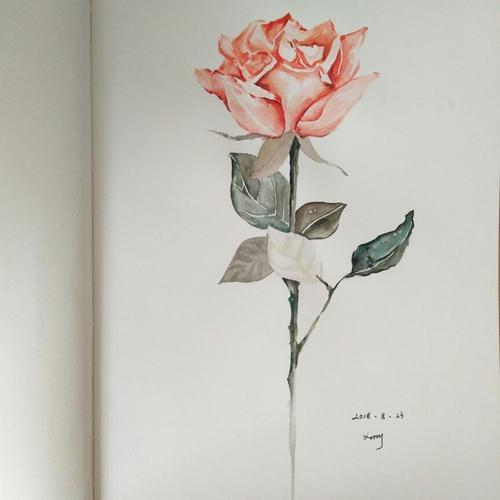 水彩 素描 玫瑰