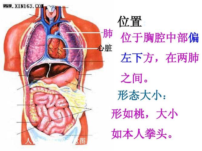 免费文档 所有分类 小学教育 其它课程 血管与心脏__教学课件位置: 肺
