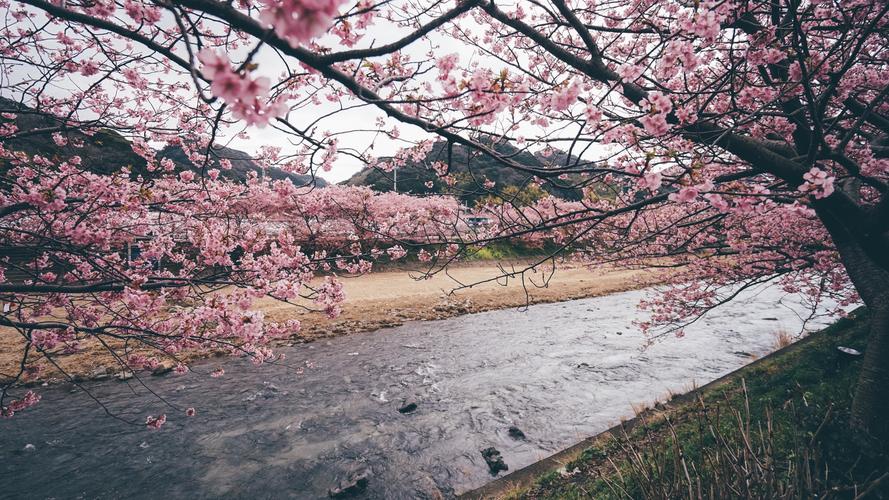 最美的浪漫日本樱花盛开季节唯美摄影图片