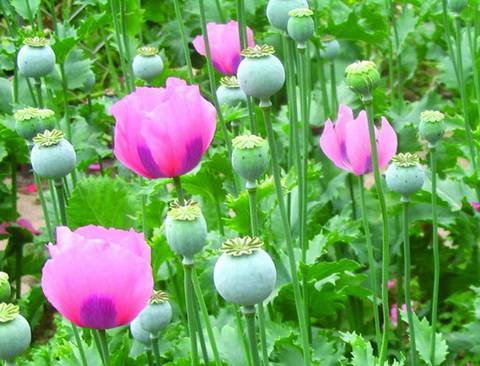 是一种毒品原植物,是制取鸦片的主要原料,每年四,五月份,正是罂粟开花
