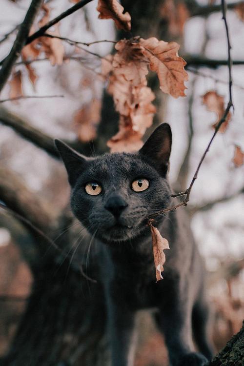 嘴里叼着枯树叶神情冷酷的小黑猫