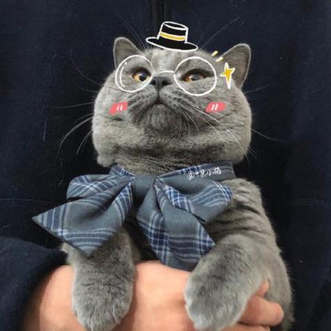 戴眼镜的猫咪的情侣头像 情侣头像图片大全 -【爱个性】