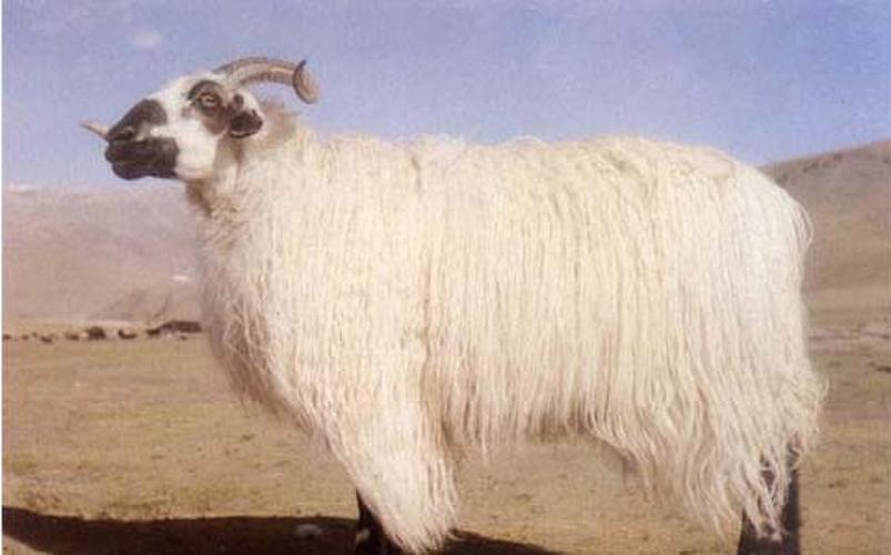 西藏羊(动物)