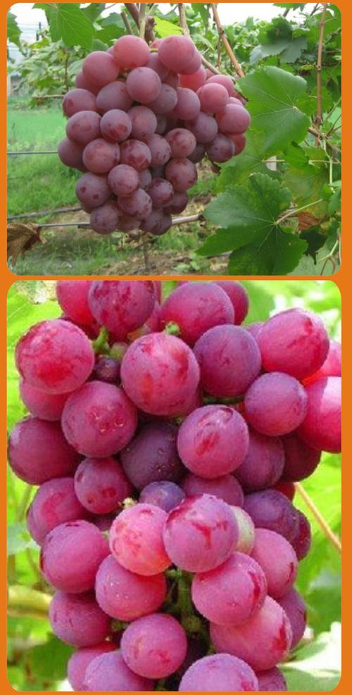 供应新鲜红提 红宝石葡萄广西精品水果红提葡萄