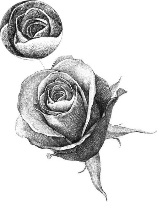 素描教程 如何画一个简单的玫瑰
