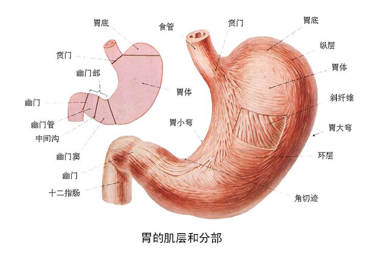 慢性胃窦炎该怎么治疗_胃窦炎_鄂州爱民中西医结合胃肠医院