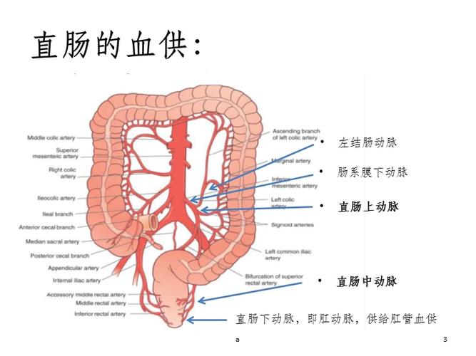 直肠解剖及手术ppt