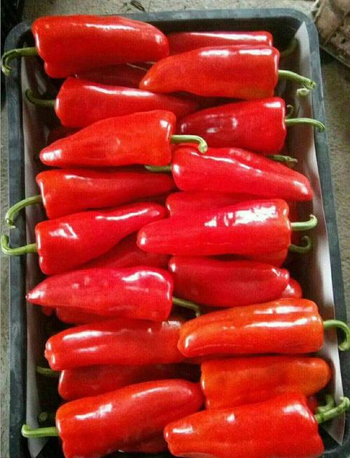 [泡椒种子批发]红泡椒种子三峡红16号泡椒果大肉厚高产抗病全国种价格