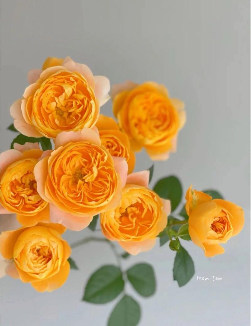 识花系列——橙色系多头玫瑰(之一)  🌸橙芭比 花语:羞涩的告白,温