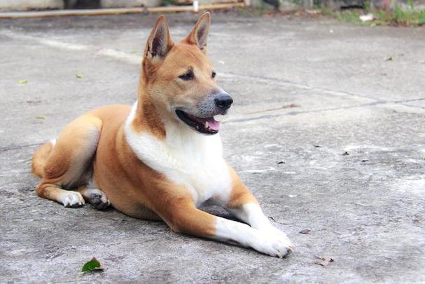 纯种的中华田园犬几乎绝迹?在你家乡还有"正宗"的黄狗吗?