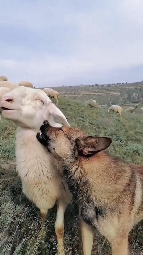 狼爱上羊,爱的疯狂,羊脸上满满都是幸福的模样!
