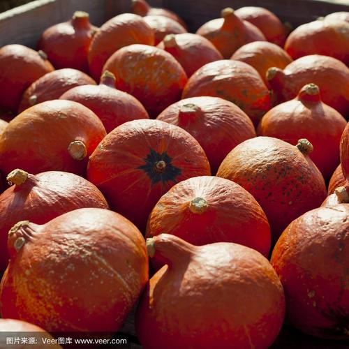 红南瓜-橙色和红色的北海道南瓜,红南瓜,卡利,片假名是薄皮橙色的冬