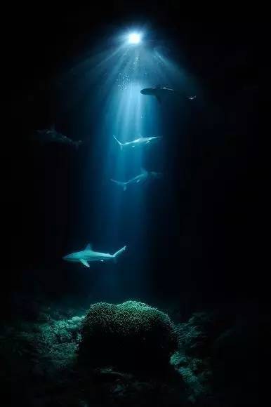 深海恐怖画面,没有潜过水的人或许会因此患上深海恐惧症_腾讯新闻