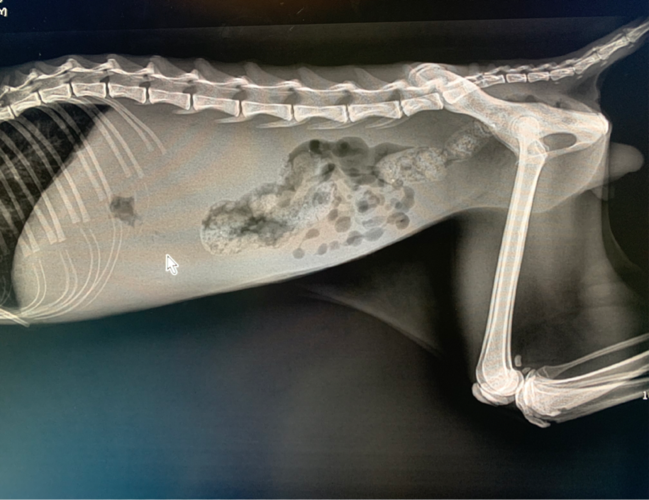 一例猫传染性腹膜炎fip的诊断与治疗