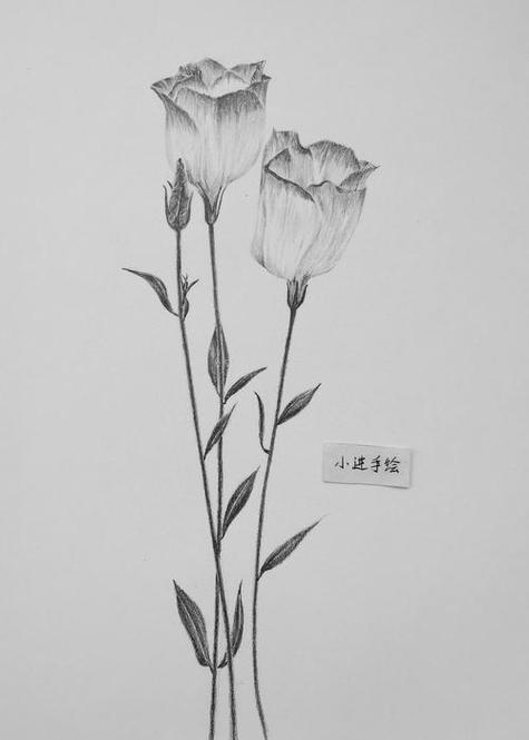 素描的画法详细步骤简单好看鸢尾花图片素描-168牧卉10种花朵简笔画