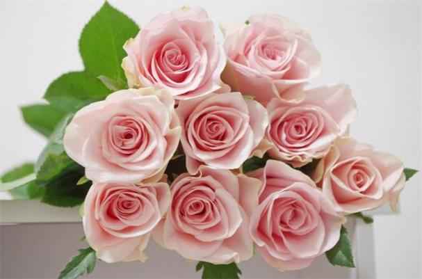 粉色玫瑰花语,混色玫瑰幸福花(香槟玫瑰花语)