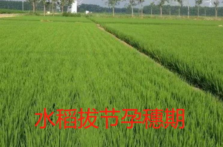 水稻拔节孕穗期的田间管理