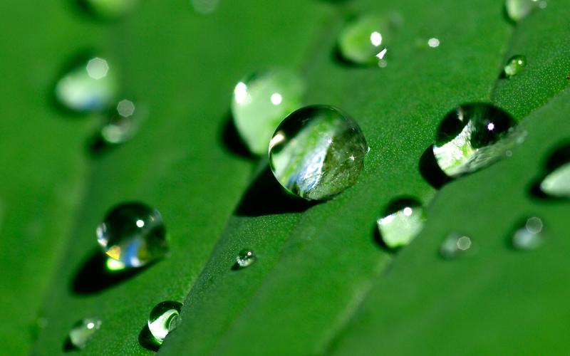 壁纸 绿叶表面,一些水滴
