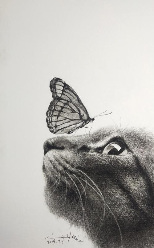 素描动物(猫)|纯艺术|绘画|井立 - 原创作品 - 站酷 (zcool)