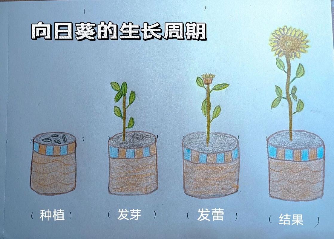 97向日葵的生长周期 小学作业～手绘97向日葵生长周期 向日葵的