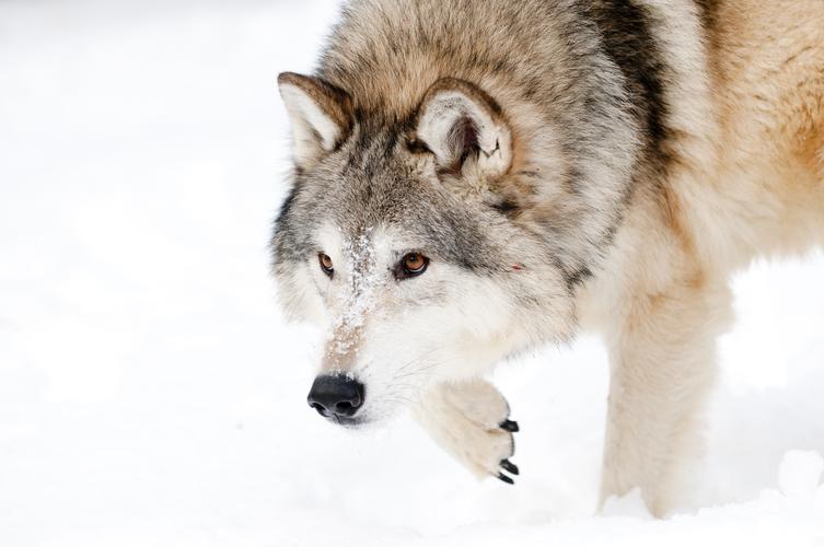 雪地上的狼图片2560x1440分辨率下载,雪地上的狼图片,图片,壁纸,动物