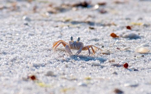 夏季清凉唯美沙滩上的螃蟹高清桌面壁纸第一辑