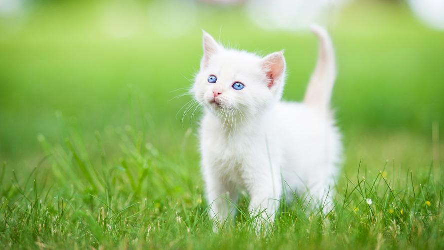 白色波斯猫可爱高清桌面壁纸-动物壁纸-手机壁纸下载-美桌网