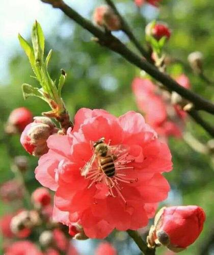 抓拍蜜蜂采花蜜图