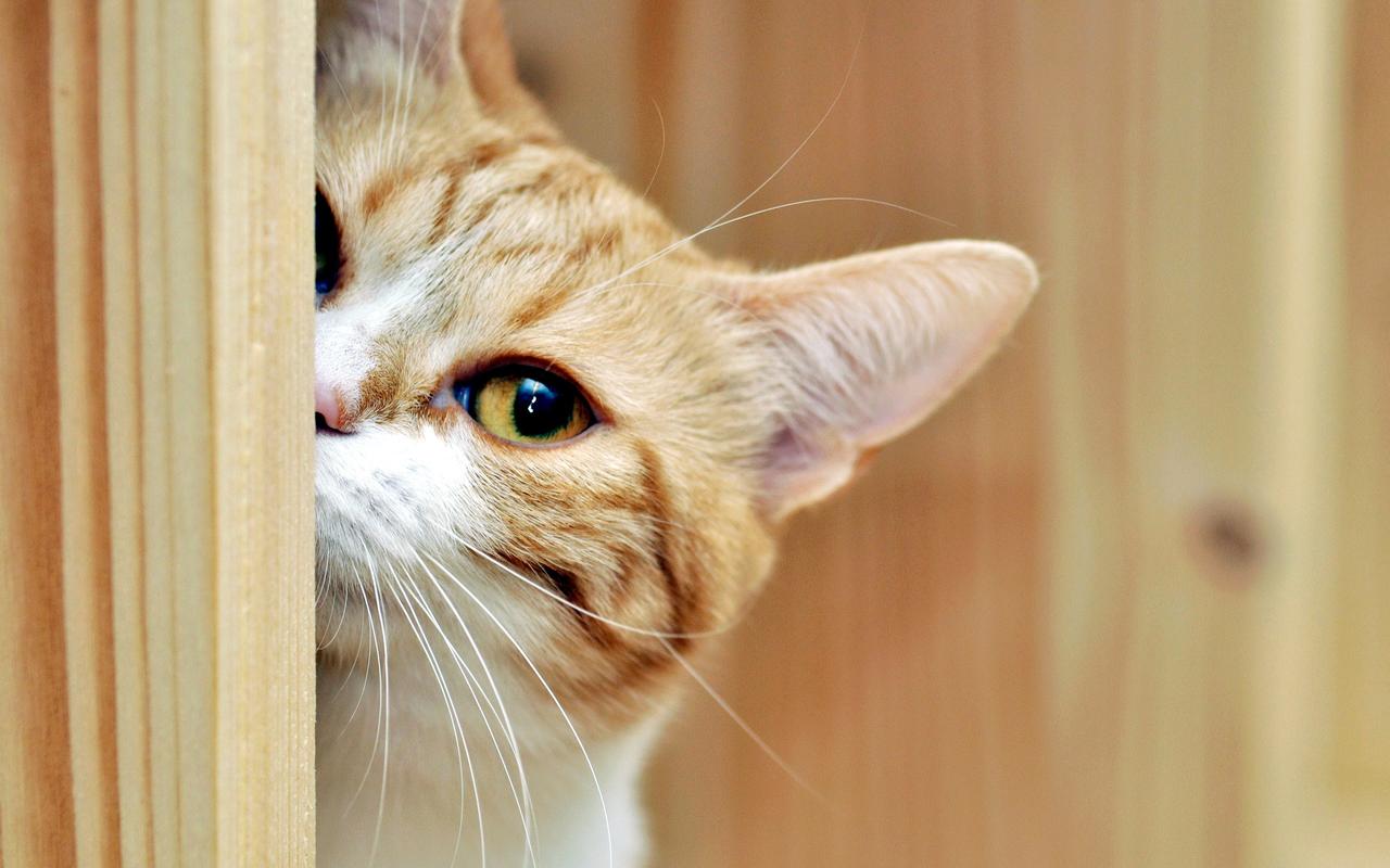 呆萌宠物猫咪犀利眼神搞笑可爱表情桌面壁纸(二)