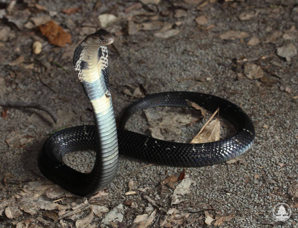 眼镜王蛇与森王蛇都没有排上号,菲律宾眼镜蛇的毒液是所有眼镜蛇中最