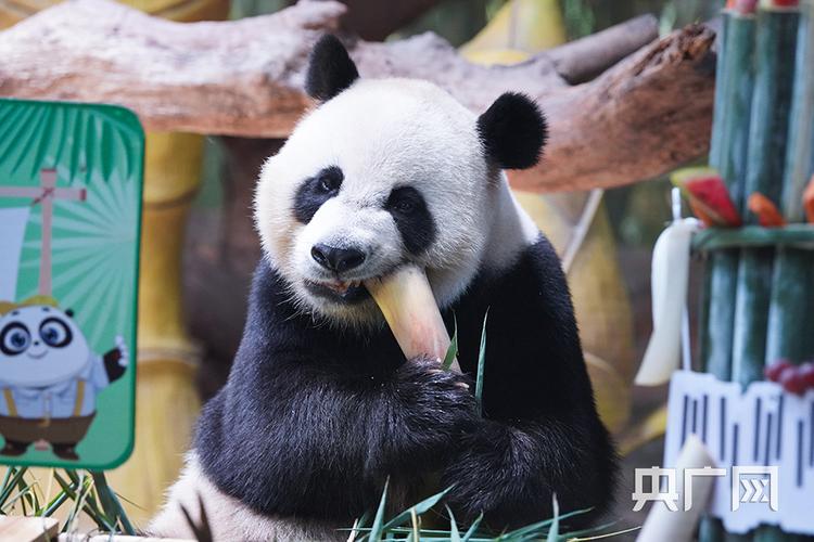 全球唯一熊猫三胞胎七周岁啦