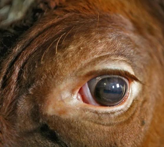 牛的瞳孔是方的