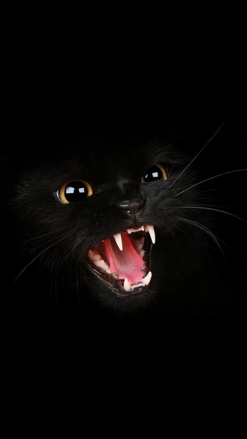 黑猫咆哮