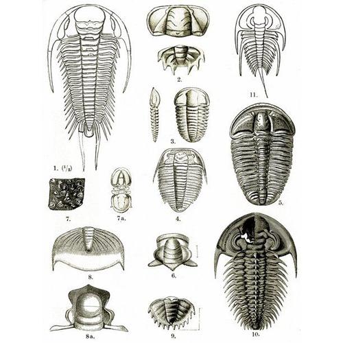 三叶虫的生活习性如何它经历了怎样的演化历史