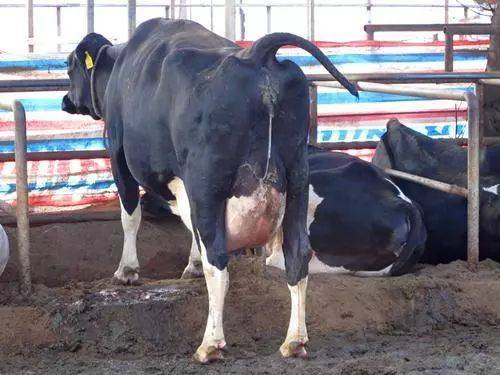 母牛患产后站不起来瘫痪该怎么治疗