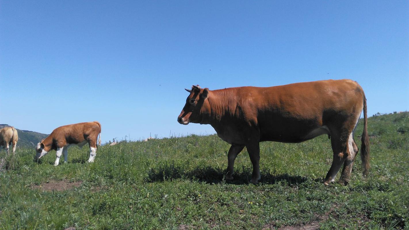 乌良苏草原牛