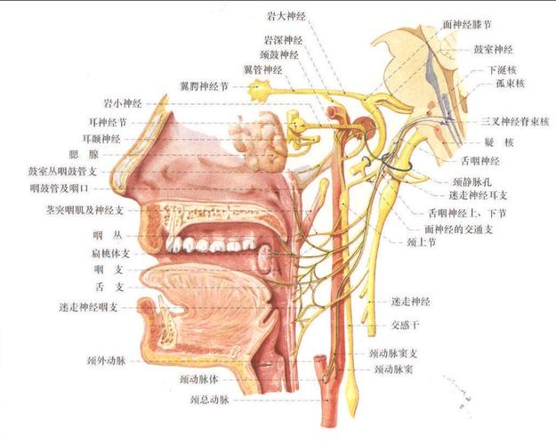 舌咽神经的纤维成分及其分布