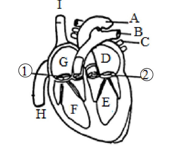 请依据心脏的结构模式图来回答下列问题.