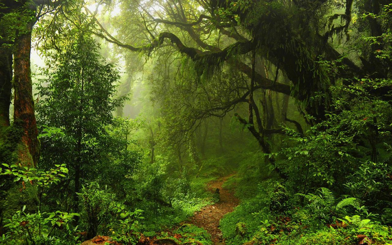 绿色梦幻森林美景图片桌面壁纸