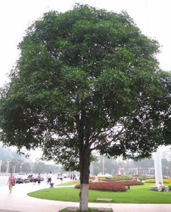 扁桃树|"广西扁桃树-|广西扁桃树种植基地-|广西扁桃树出售