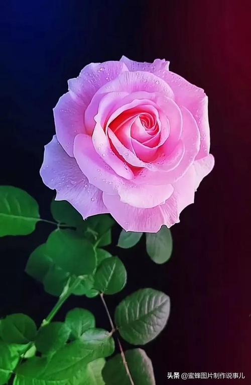 一朵玫瑰花壁纸唯美(鲜艳花朵壁纸) - 彝家农业网