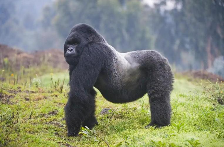 gorilla大猩猩