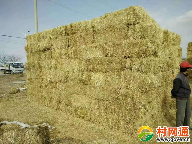 麦草捆质量:必须是干干的白草,微微发黄的也可以,黑草和坏草,湿草都不