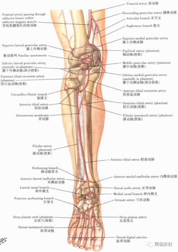 超清晰的下肢小腿踝与足解剖图