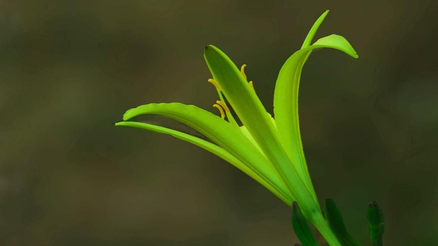 显绿杜鹃就是杜鹃花里非常少见的一种绿色系杜鹃花,而且这种花卉最初