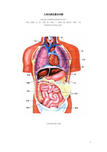 人体内脏位置分布图 主要包括人体胸腹部内脏器官的分布:肝脏,胆囊,胃