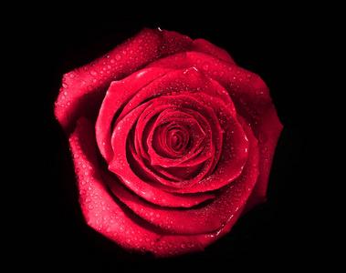 一朵粉红色的荷兰玫瑰花苞被隔离在黑色的背景上照片