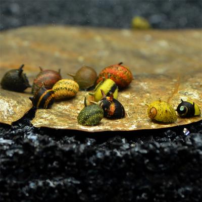 蜜蜂角螺活体 鱼缸草缸除藻螺清洁青苔水草观赏宠物螺活体蜜蜂螺